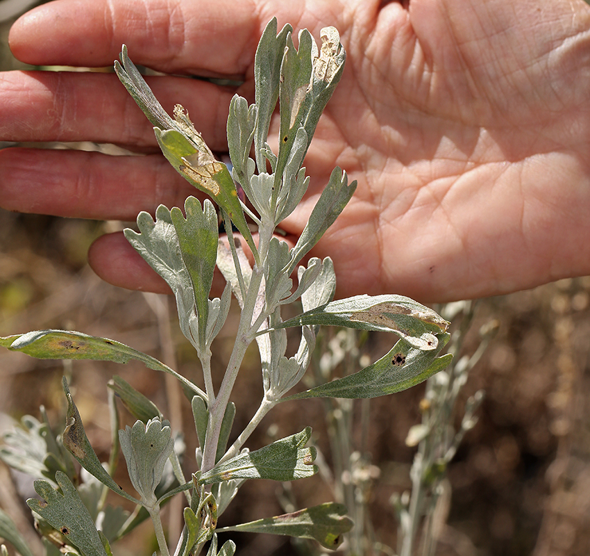 Image of big sagebrush