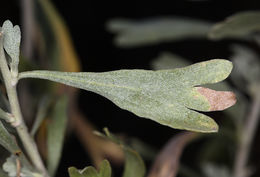 Image of big sagebrush