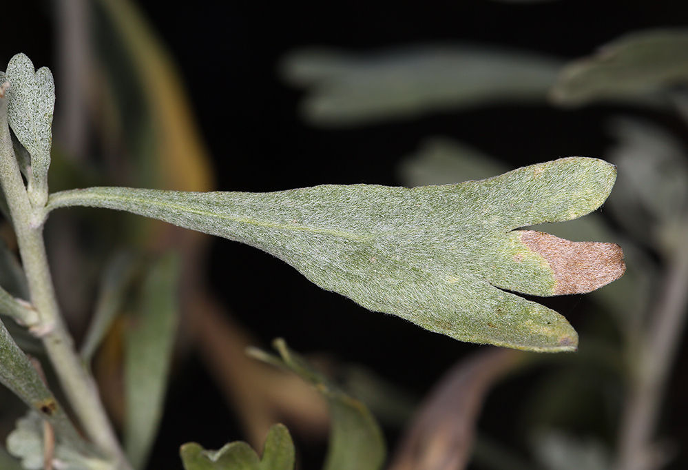 Imagem de Artemisia spiciformis Osterh.