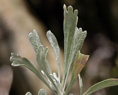 Imagem de Artemisia spiciformis Osterh.