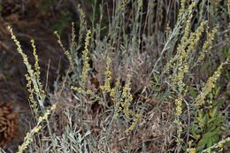 Imagem de Artemisia spiciformis Osterh.