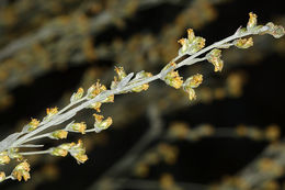 Image de Artemisia spiciformis Osterh.