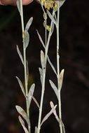 Imagem de Artemisia spiciformis Osterh.