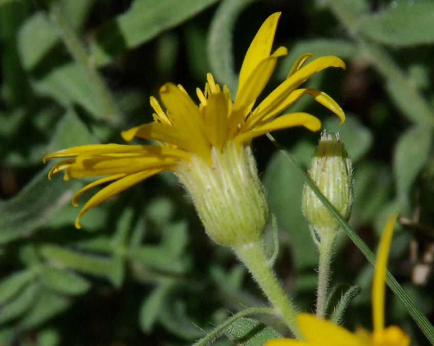 Image of hairy false goldenaster