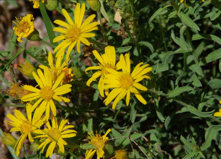 Image of hairy false goldenaster