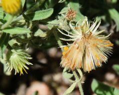 Image of hairy false goldenaster