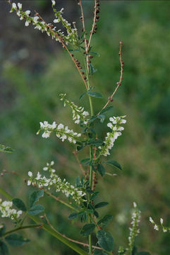 Imagem de Melilotus albus Medik.