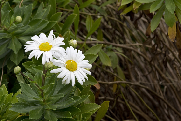 Image of Nippon daisy