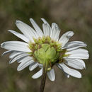 Image of Nippon daisy