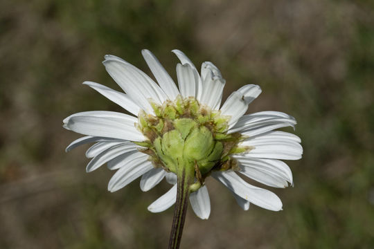 Image of Nippon daisy