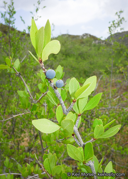 Forestiera pubescens Nutt.的圖片