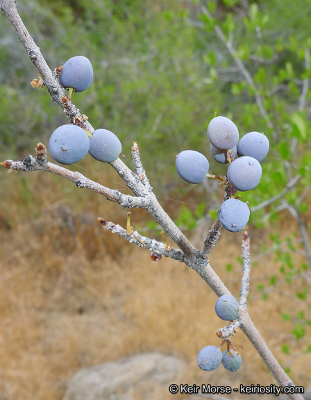 Forestiera pubescens Nutt.的圖片