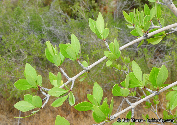 Forestiera pubescens Nutt.的圖片