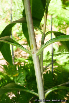 Image of California sunflower