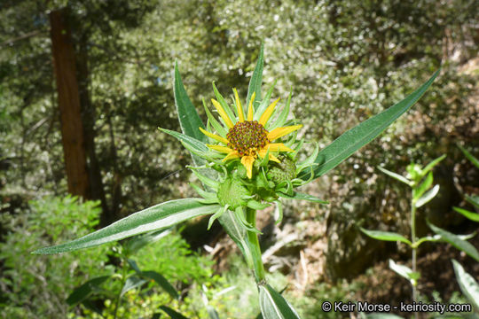 Image of California sunflower