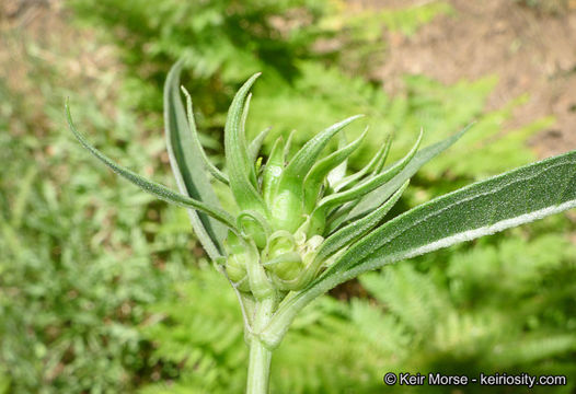 Image of California sunflower