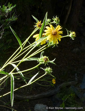 Image of California sunflower