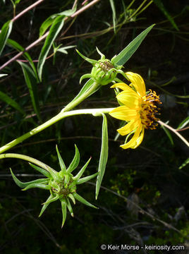 Image of California sunflower