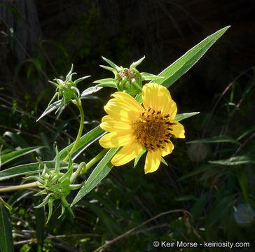 Image of California sunflower