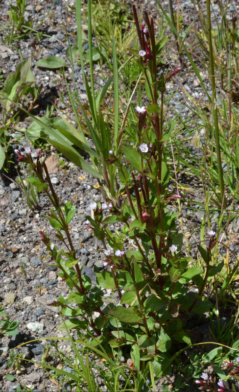 Image of pimpernel willowherb