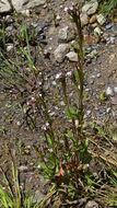 Image of pimpernel willowherb