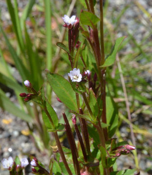 Image of pimpernel willowherb