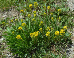 Image of Rocky Mountain goldenrod