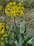 Image of tall blacktip ragwort