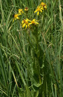 Senecio triangularis Hook.的圖片