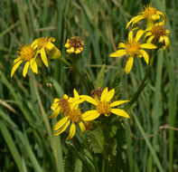 Imagem de Senecio triangularis Hook.