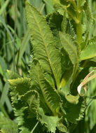 Imagem de Senecio triangularis Hook.