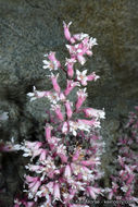 Image of tufted alumroot