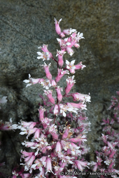 Image de Heuchera caespitosa Eastw.