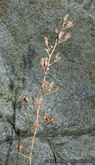 Image of tufted alumroot