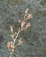 Image of tufted alumroot