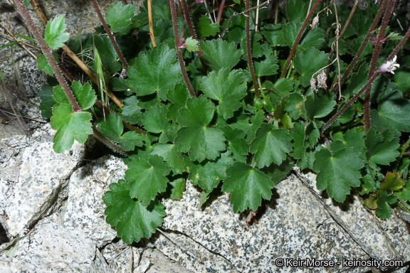 Image de Heuchera caespitosa Eastw.