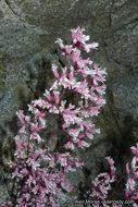 Image de Heuchera caespitosa Eastw.