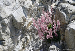 Image de Heuchera caespitosa Eastw.