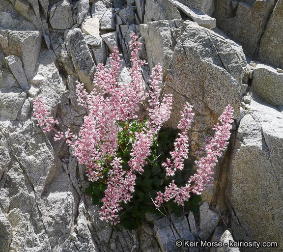 Image de Heuchera caespitosa Eastw.