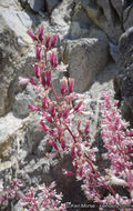 Image of tufted alumroot