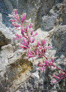 Image of tufted alumroot