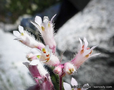 Image de Heuchera caespitosa Eastw.