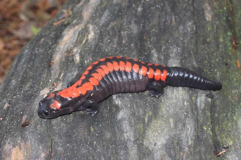 Image of Bell's False Brook Salamander