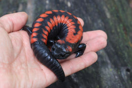 Image of Bell's False Brook Salamander