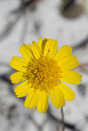 Image of coastal plain honeycombhead