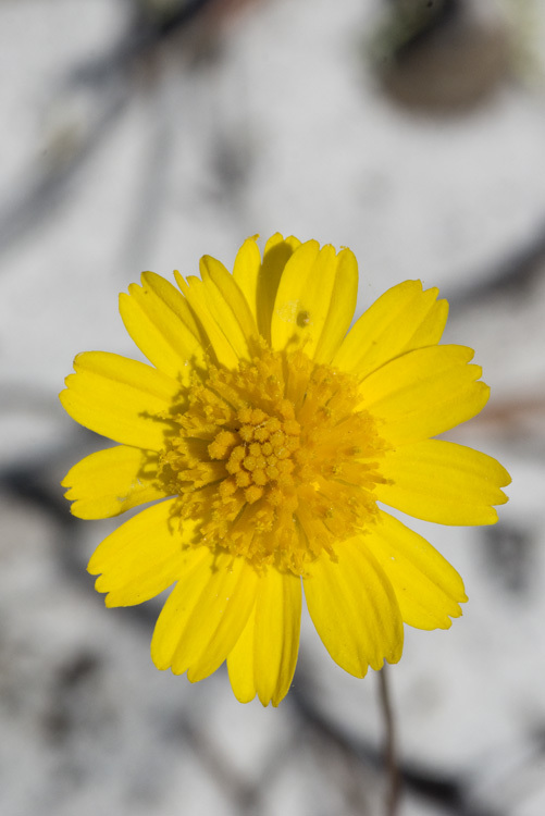 Image of coastal plain honeycombhead