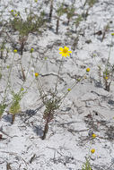 Image of coastal plain honeycombhead