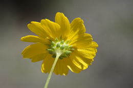 Image of coastal plain honeycombhead