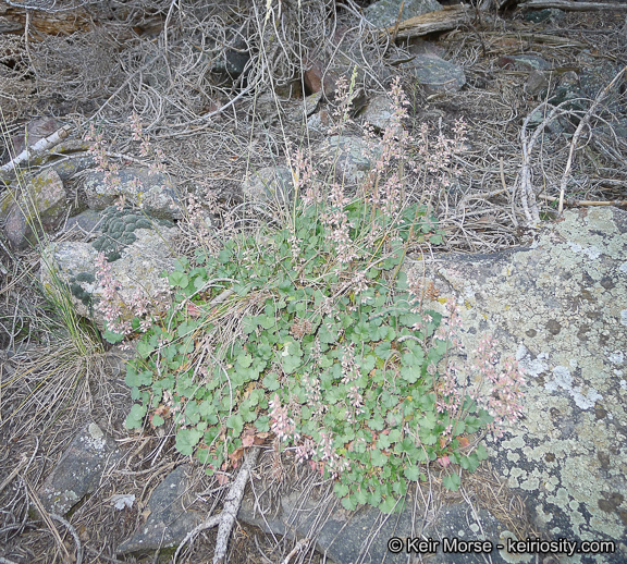 Image of Mill Creek alumroot