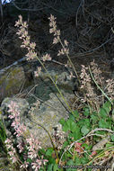 Image of Mill Creek alumroot